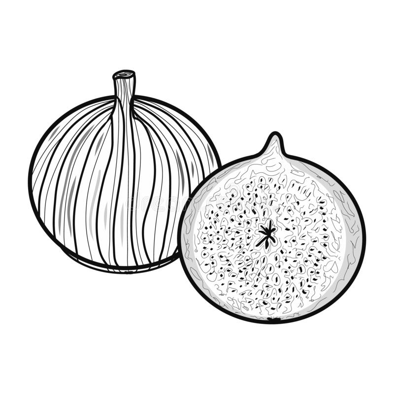 Online coloring book: Coloring fig, whole and cross-section
